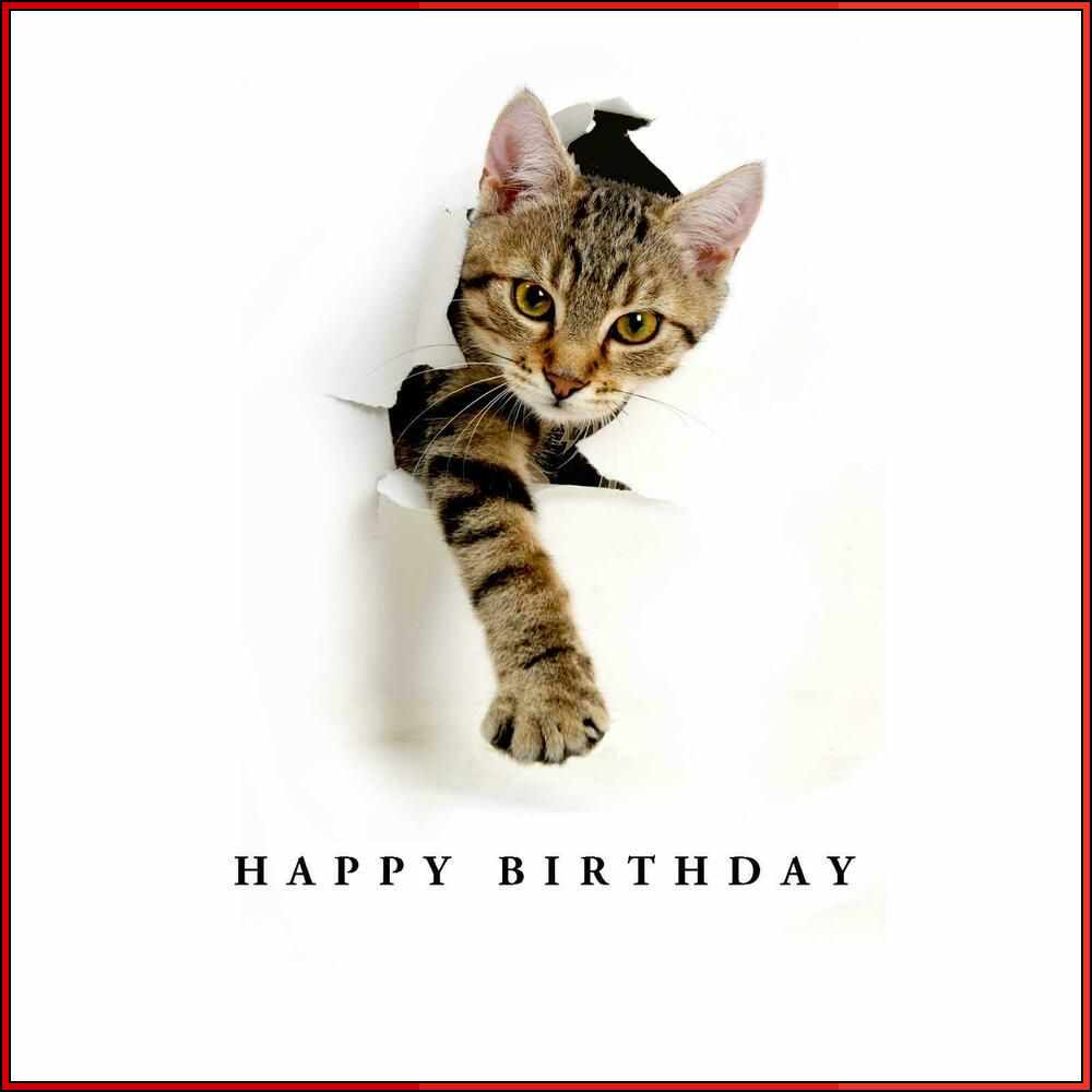 happy birthday cat images

